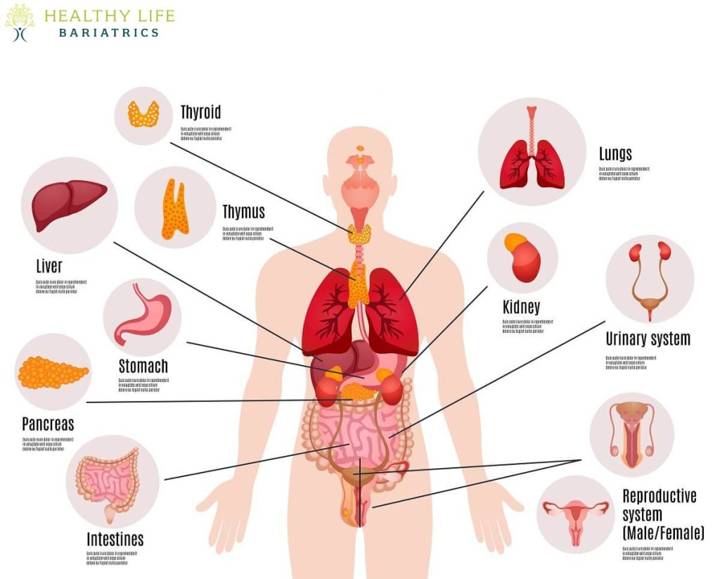 A diagram showing the organs of the human body.