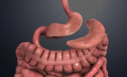 3d rendering of a human digestive system, including the stomach and intestines, against a grey grid background, ideal for visualizing weight loss surgery.