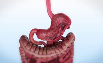 A 3d illustration depicting a human fetus in the womb, connected by the umbilical cord, surrounded by intestines against a light blue background, useful for educational purposes in fields like weight loss