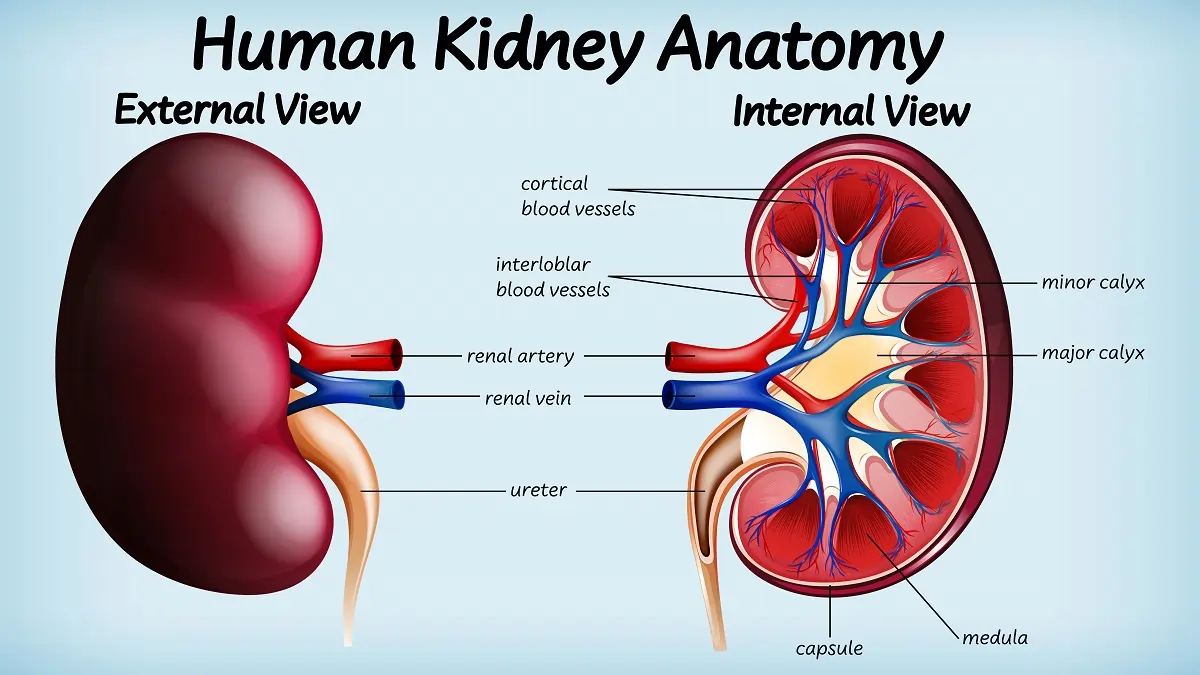 Renal Changes after gastric sleeve LA, CA